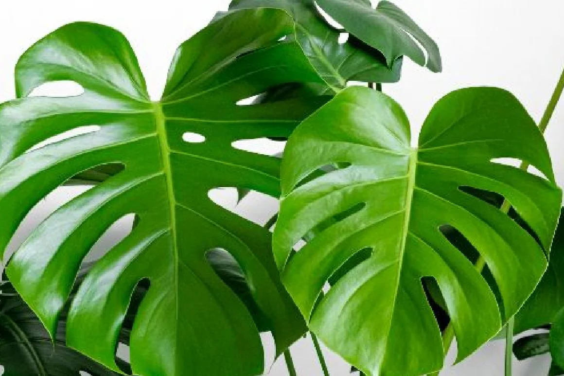 Große grüne Monstera Blätter